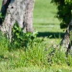 Timon lepidus nel campo di golf in provincia di Savona . Foto F. Crovetto